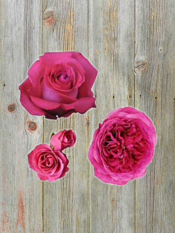 ROSES ALL AROUND  HOT PINK COMBO BOX